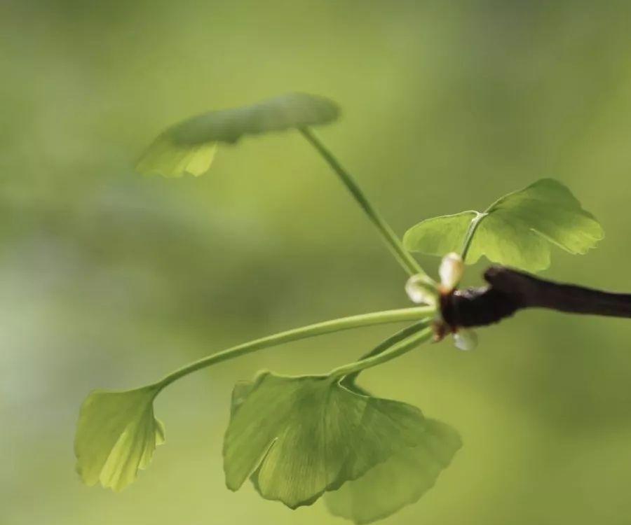 都江堰熊猫谷里的国宝,都江堰市大熊猫国家公园