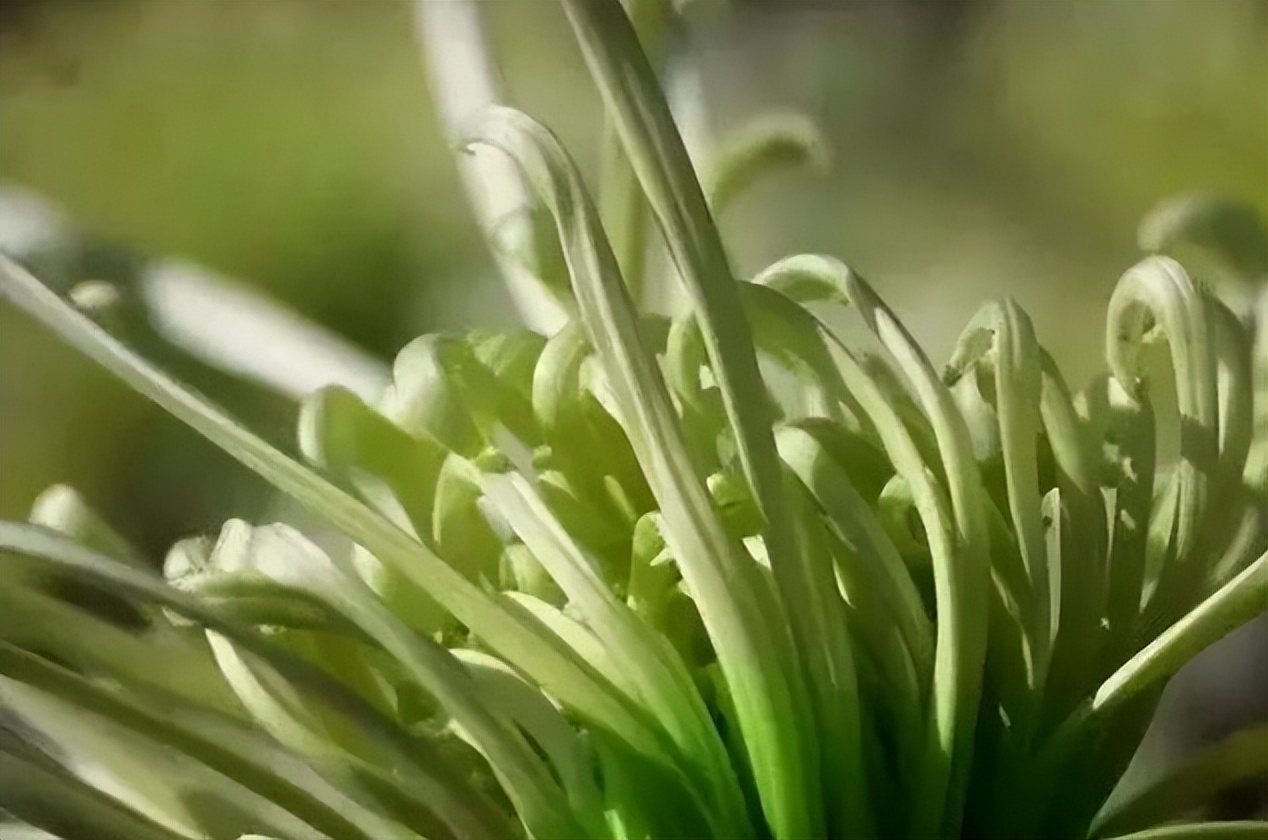 秋花诗词50首,金秋秋菊50种名菊