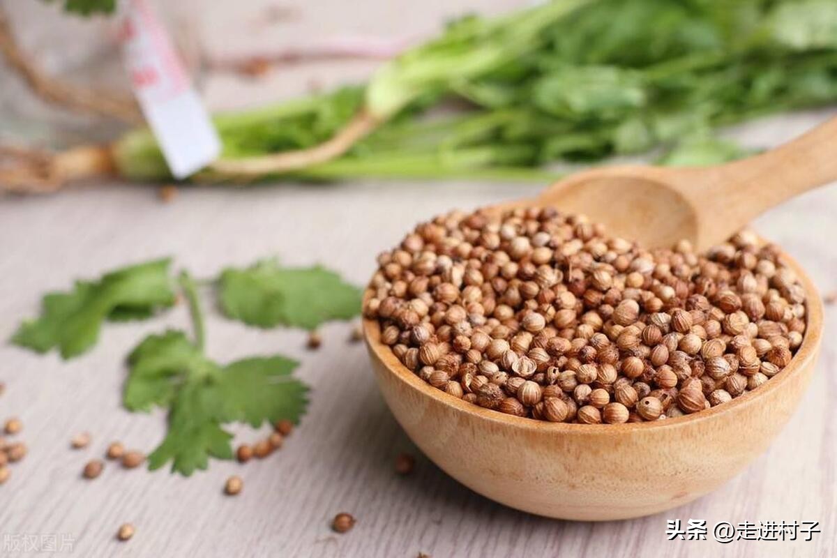 种子不出苗怎么补救,为什么隔了年的种子不出苗