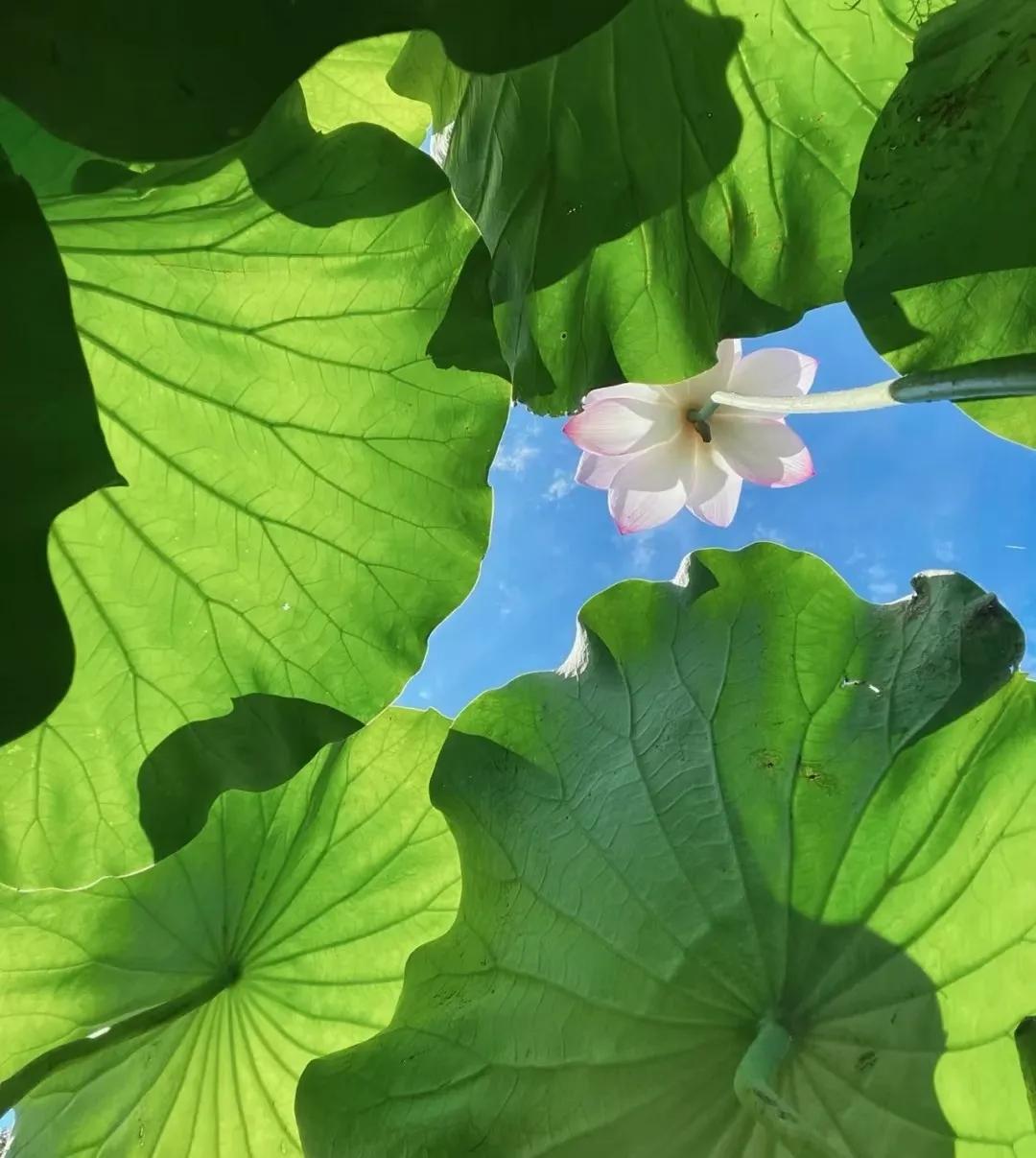 𝐒𝐡𝐚𝐫𝐞▪朋友圈背景图之荷花荷叶蓝天白云