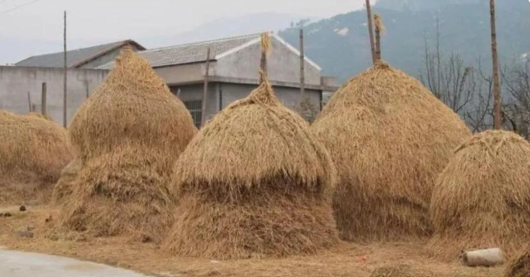 秸秆氨化处理方法,秸秆灰渣最佳处理方法