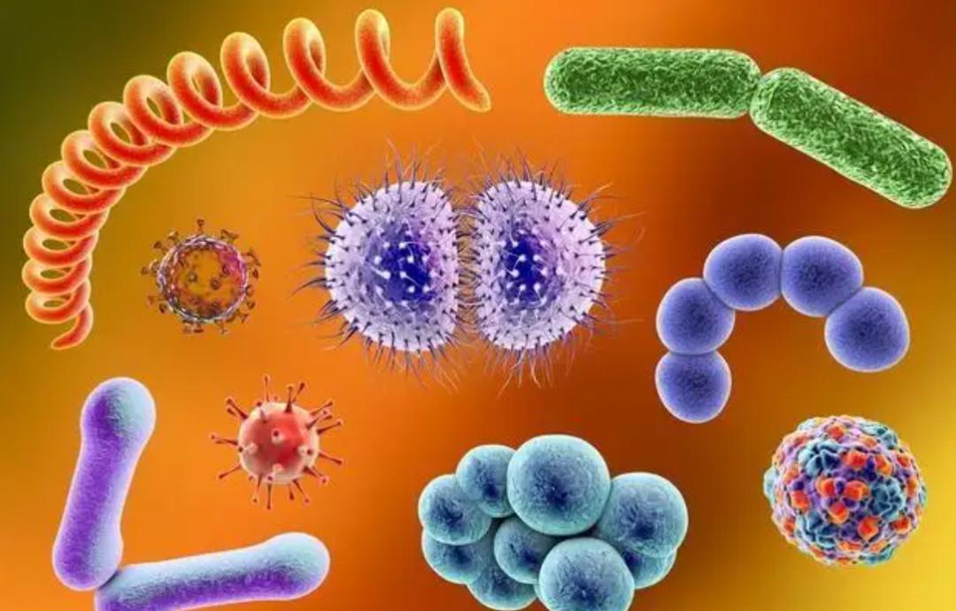 最可怕的朊病毒是什么,世界上最可怕的朊病毒