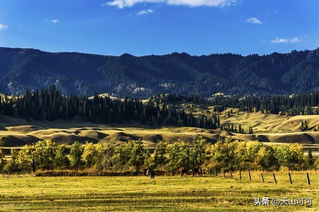 *疆新**2大“可怜”酒，都是精品，却无人问津，当地人：太内卷了