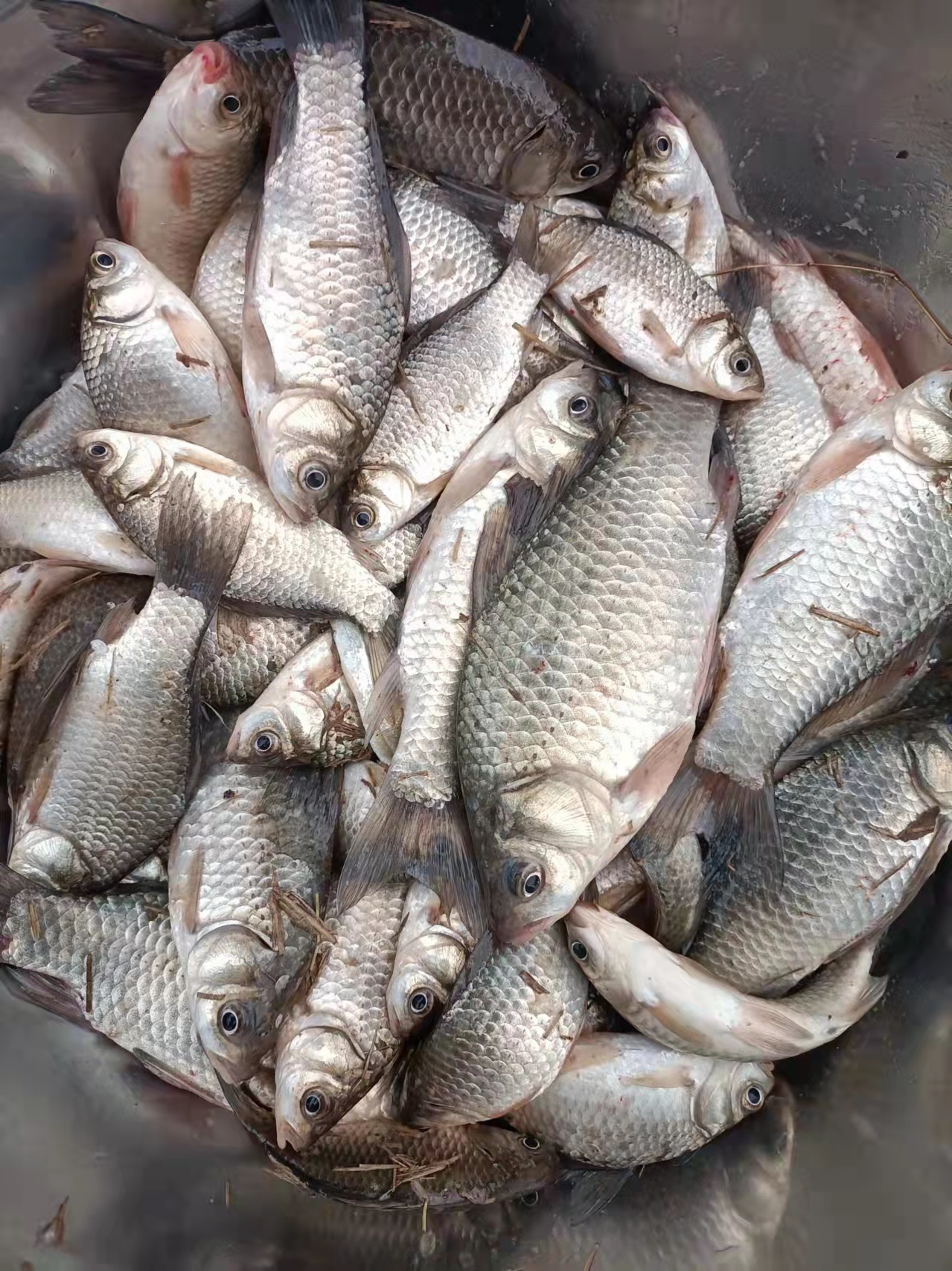 冬季能和红虫媲美的饵料,冬季红虫肉夹馍搭配什么饵料