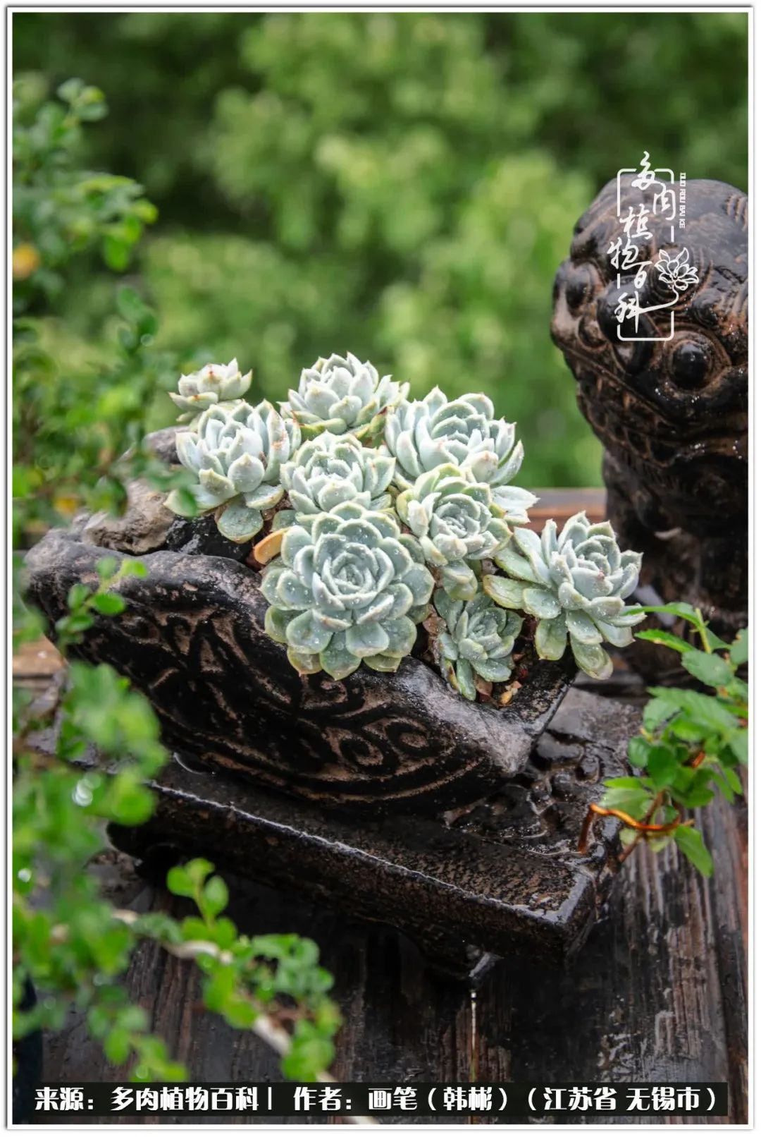 月满西楼别有一番滋味在心头,绿肥红瘦