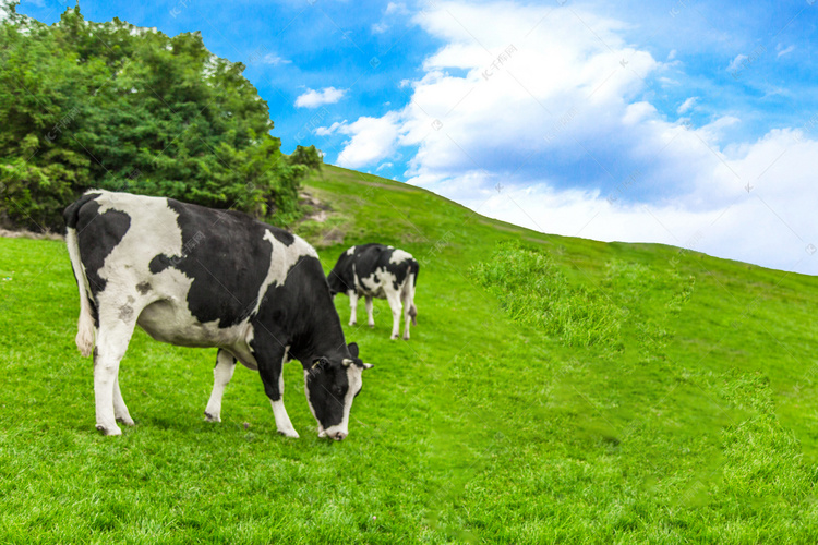 挤压豌豆作为有机高山农场奶牛饲料，为奶牛提供大豆蛋白是否可行