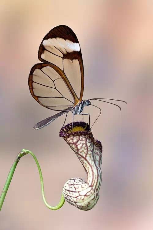 分享——自然界最美丽的蝴蝶,优美的身姿,轻盈的体态飘舞花丛中