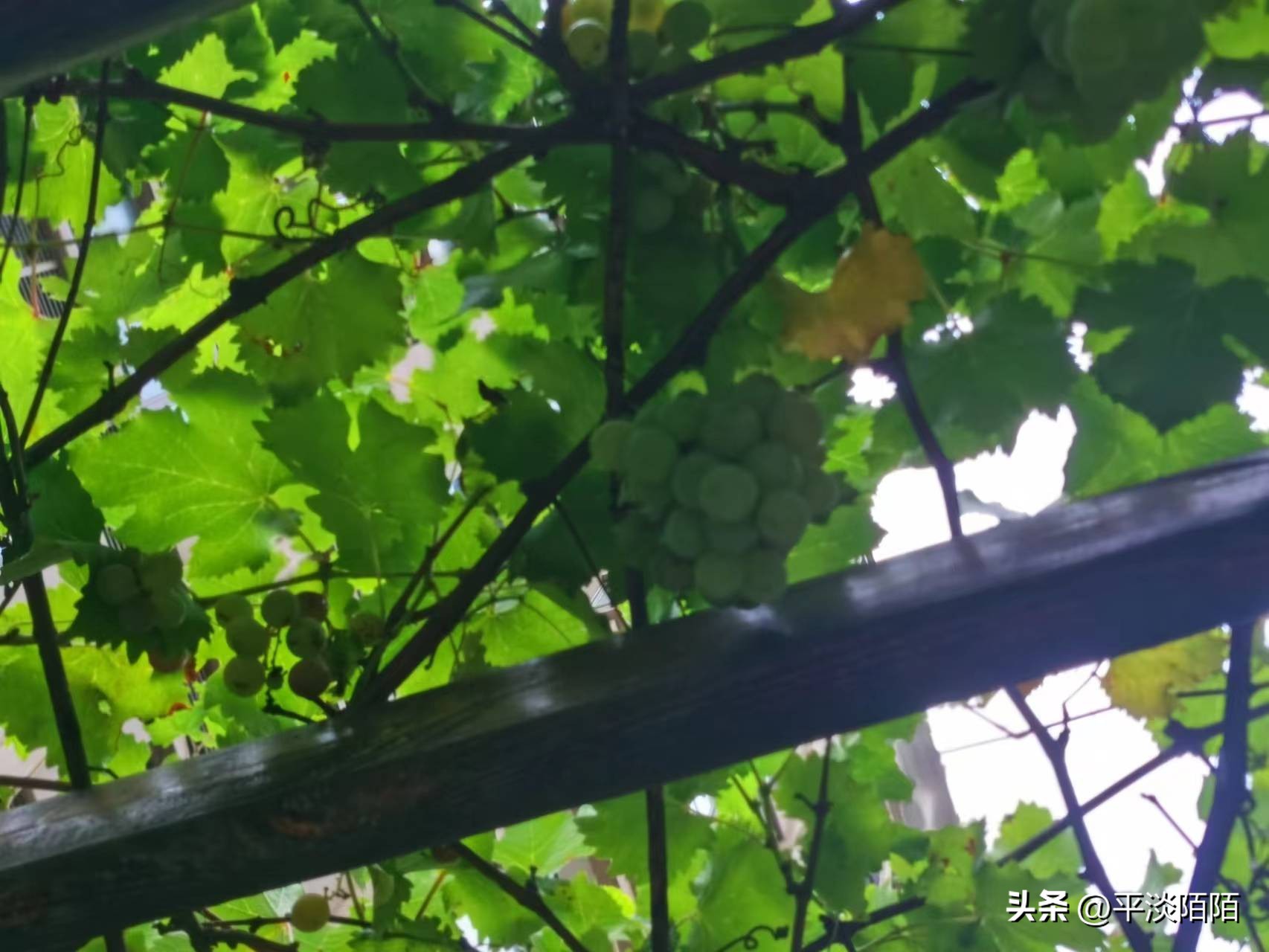 盆栽果树的病虫害治理,自家果园病虫害防治