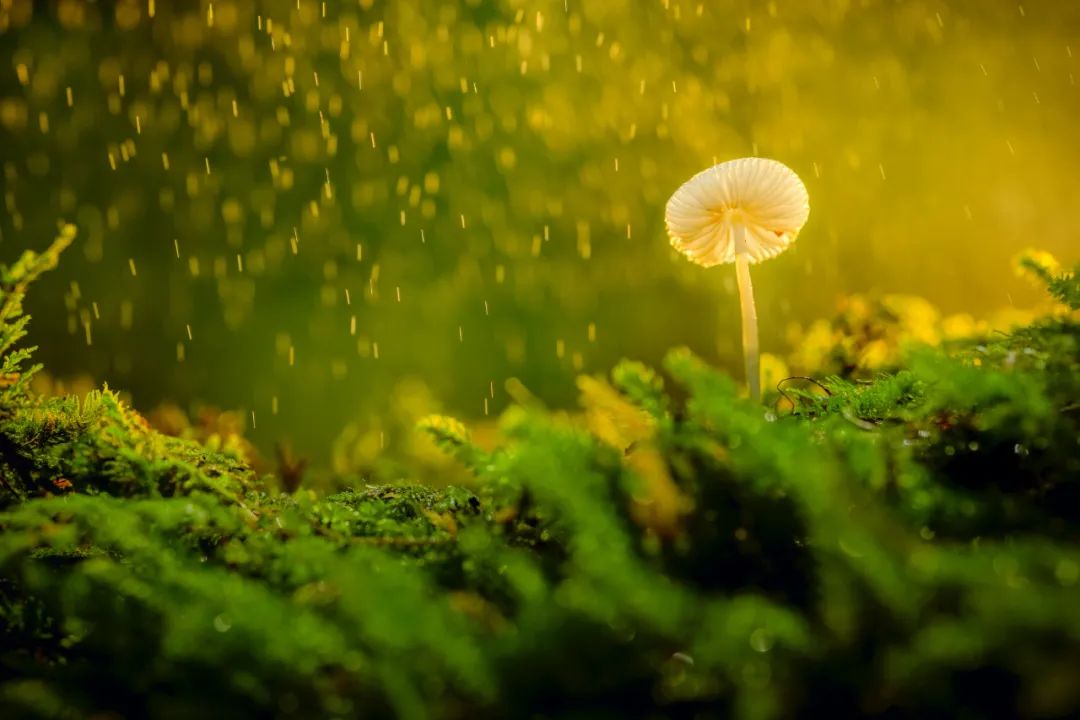 摄影师顾光辉：把爱好变成技能，摄影需要一种执着