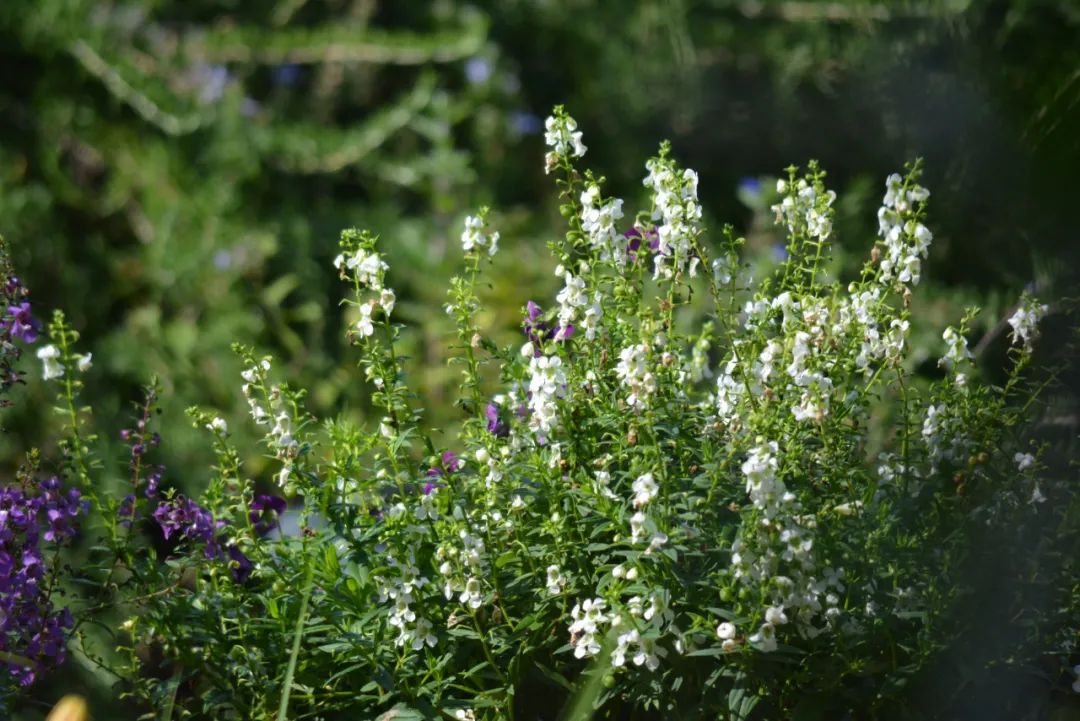 适合夏天养的7种花越晒开花越旺,阳台高温如何养墨兰