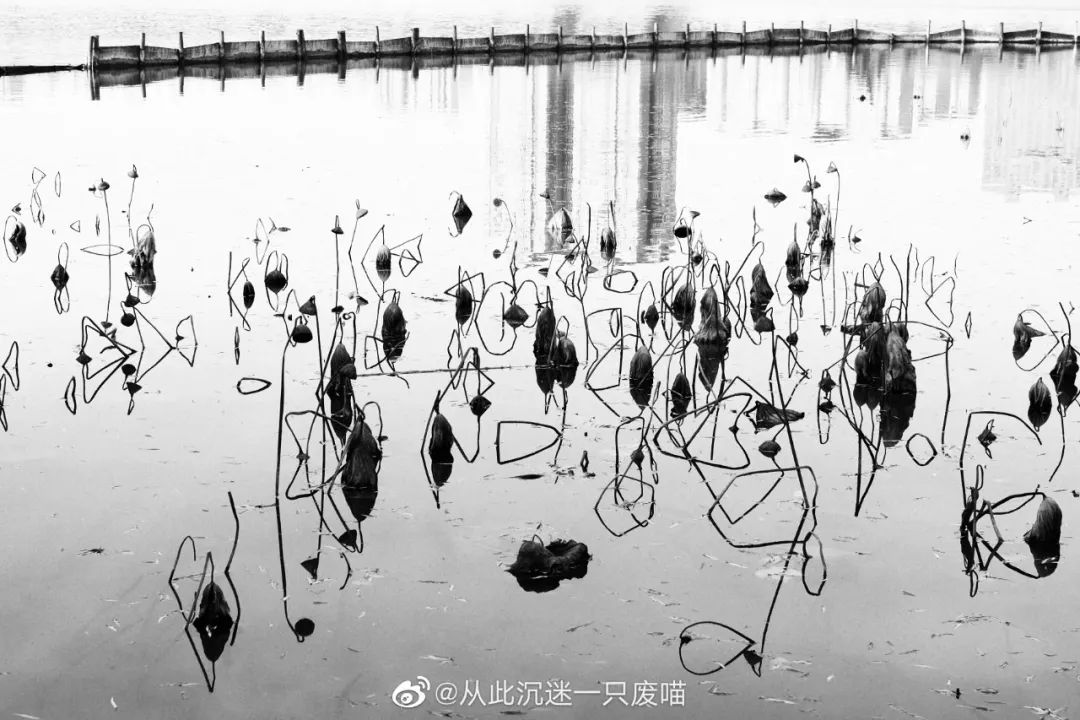 老舍笔下的济南,老舍笔下的济南到底多美