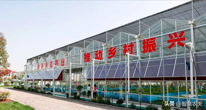 种菜不施肥养鱼不换水鱼菜共生,永不换水的阳台鱼菜共生系统