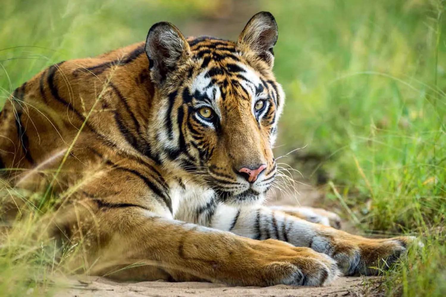 母虎“亲密”时到底有多痛苦?满地打滚、转身攻击公虎