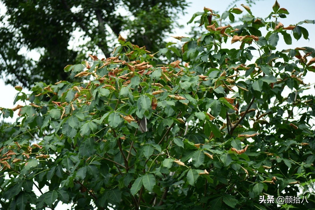 看到你的花园那么惨，我就安心了|园丁