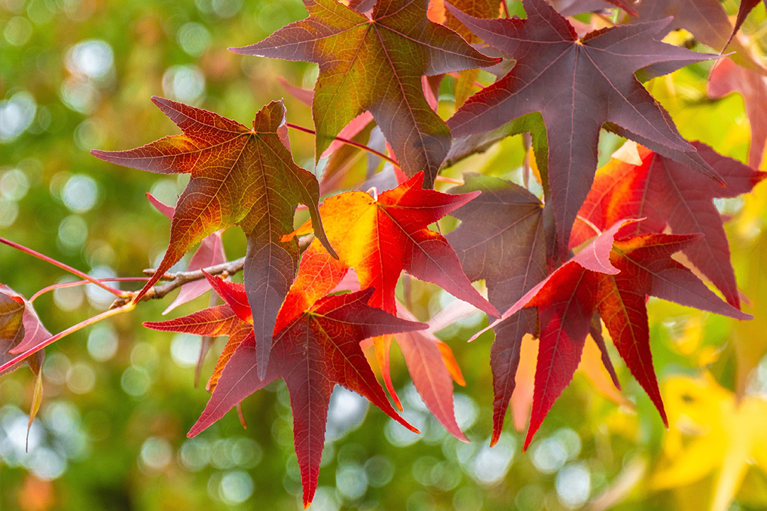 冷枫染红，霜叶流丹。不读这20首红叶诗词，辜负秋光烂漫