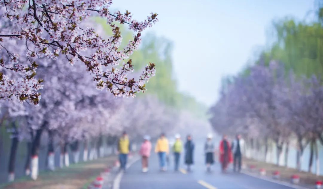 济南这个周末适合哪里赏花,济南春天赏花好去处