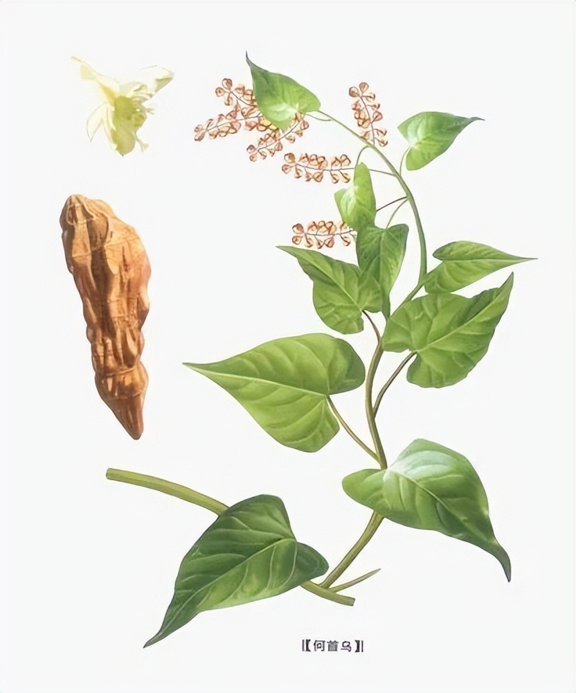 中医治疗血小板减少性过敏性紫癜,血热型过敏性紫癜中药方