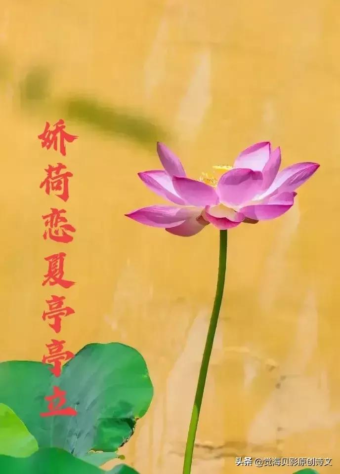 【虚情淡如水实爱甜如蜜】