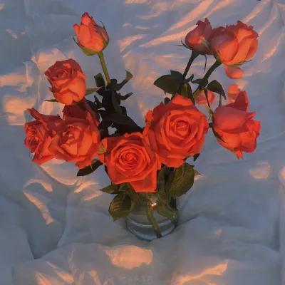 一朵白色玫瑰花的花语是什么,粉色玫瑰花和粉色绣球花花语