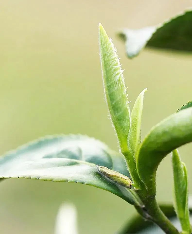 白茶为什么会返青,华源的白牡丹