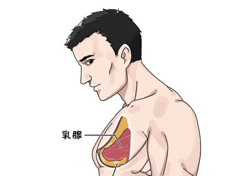 男性的乳头是用来干嘛的？除了区分“正反面”，还有这四个作用
