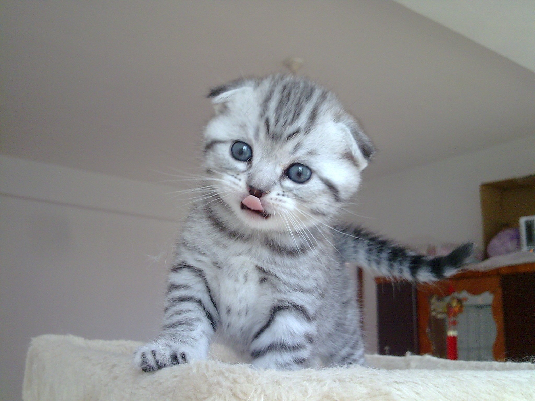 猫界中最通人性的几种猫你养了吗,这几种猫堪称猫界怂猫