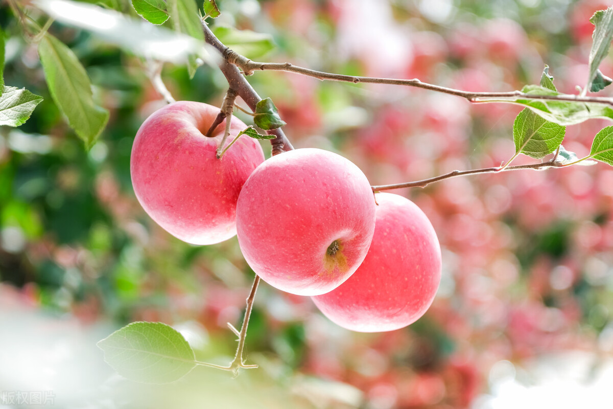 春节前最火爆的生意,今年最挣钱的水果