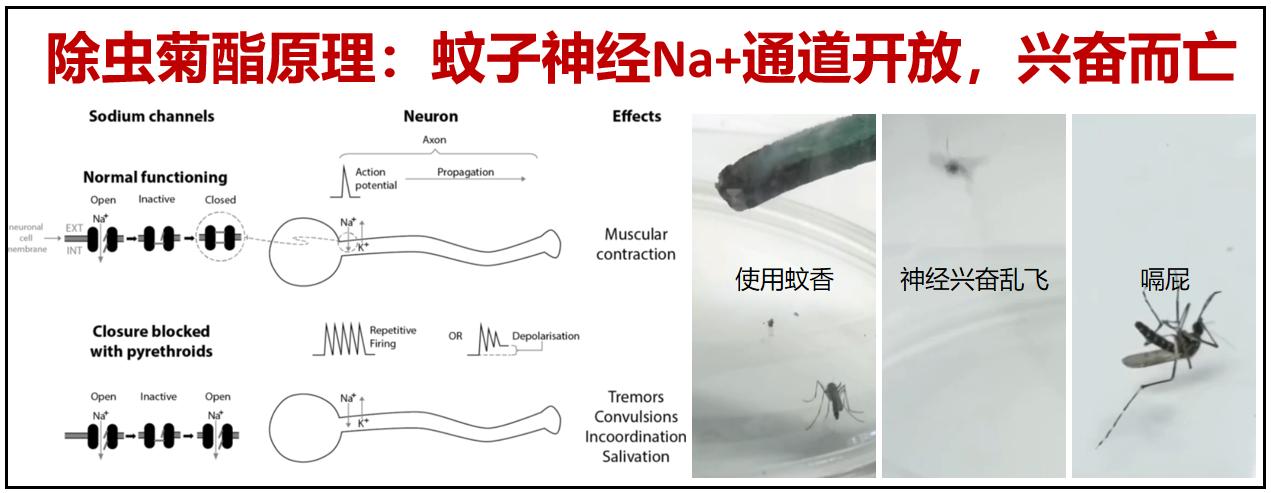 榄菊电蚊香液杀蚊吗,榄菊蚊香为什么对蚊子没有效果