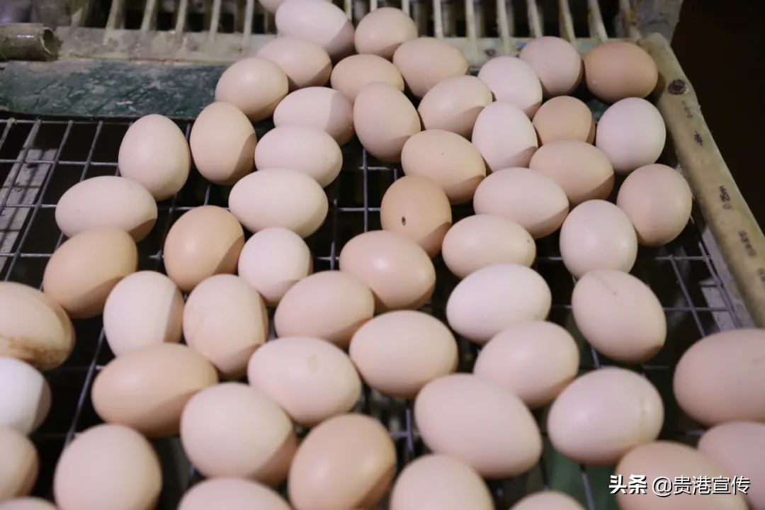 有机生态农场招商,有机生态农业赚钱吗