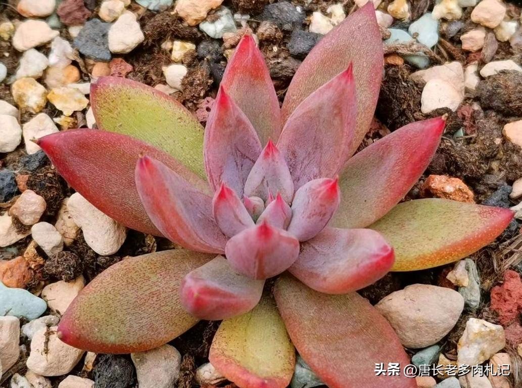 叶插的多肉长得和母本一样吗,叶插多肉要多大才干掉母叶