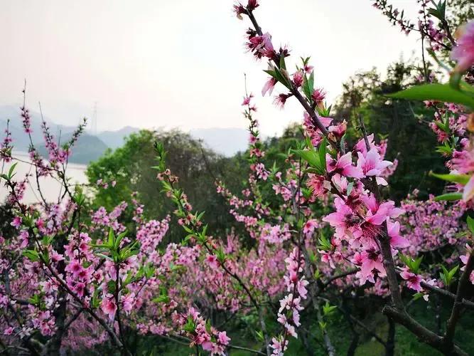 诗经桃夭的意思,诗经桃夭的意思是什么