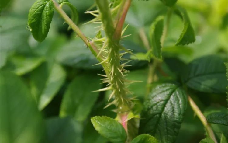 蔷薇月季玫瑰的区别,月季蔷薇玫瑰的区别