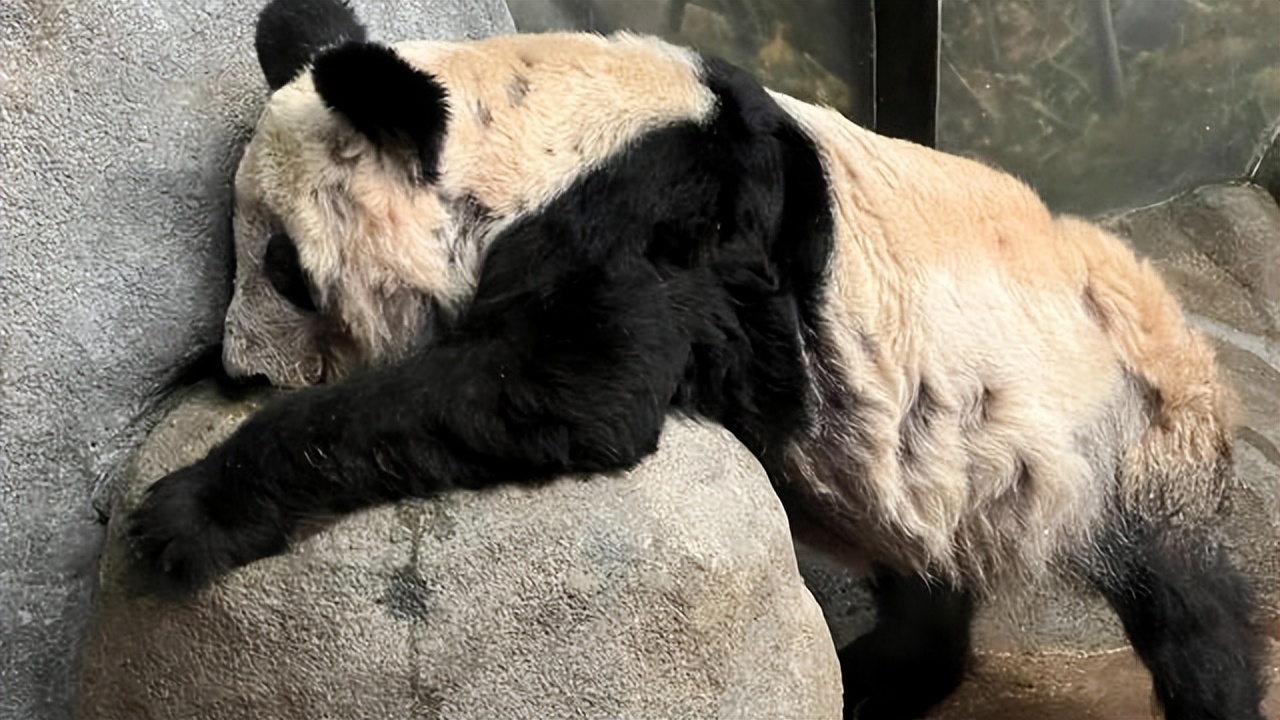 YY“一只作为赴美旅居的两国友好交流的使者”