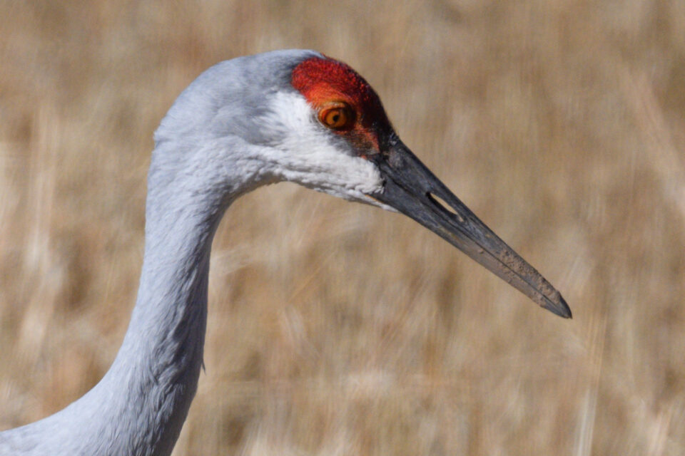 尼康Z800mmf/6.3VRS镜头深度评测
