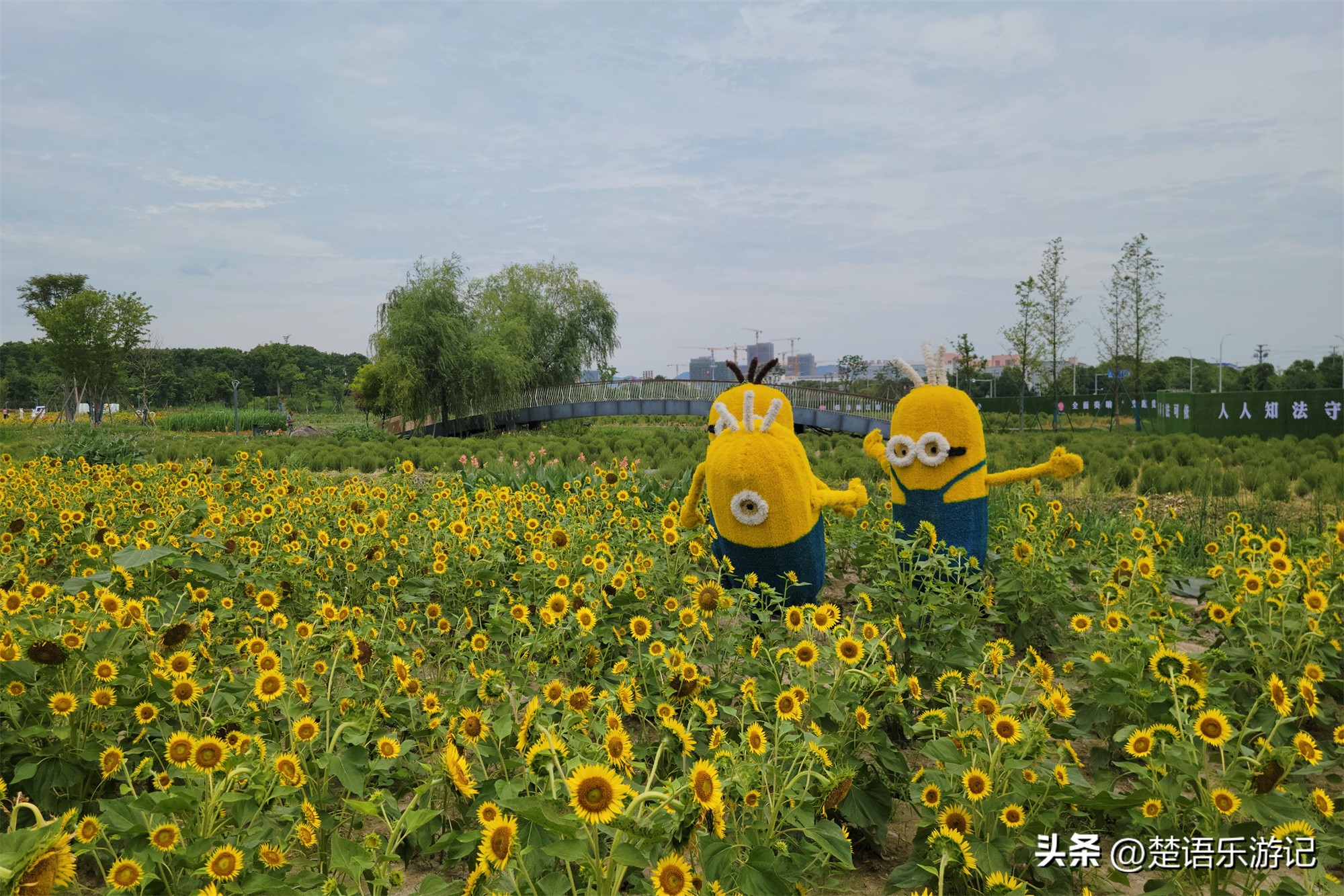 宁波附近向日葵花海在哪里,宁波向日葵花海打卡网红地