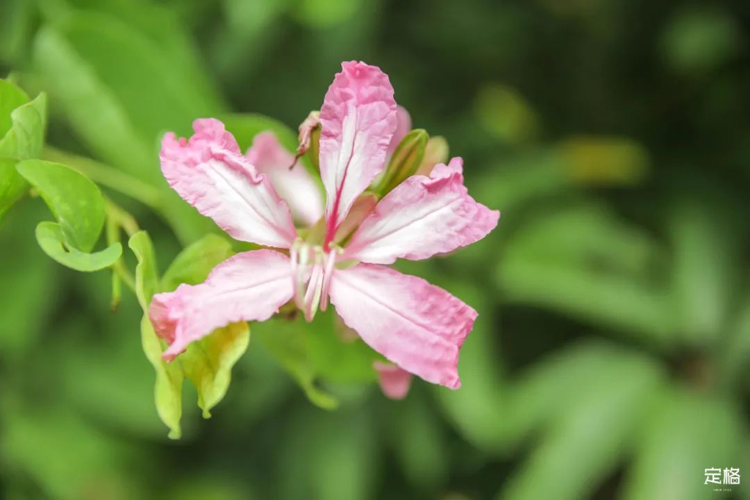 深圳百米长「纯白登山梯」，打卡绝了