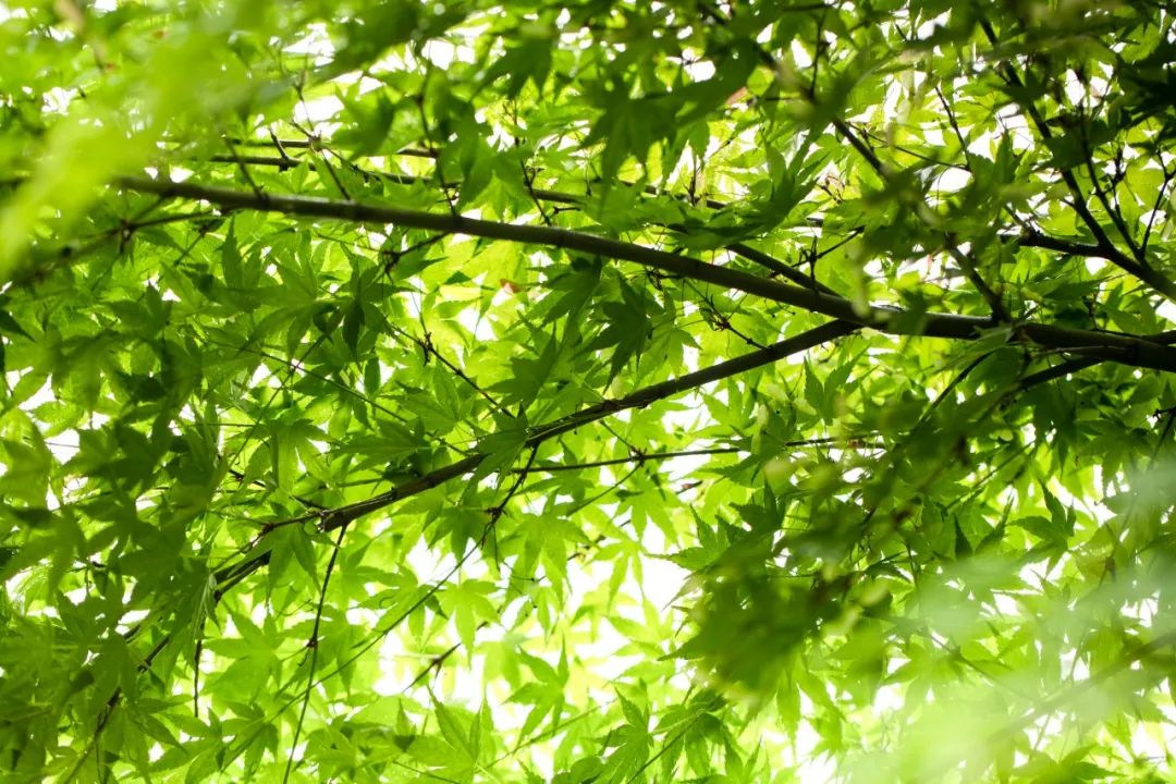 仲夏月夜诗词,仲夏诗词朗读