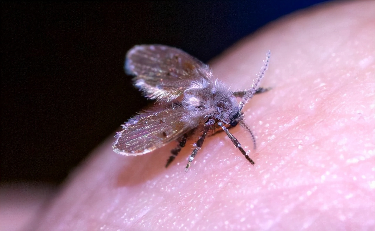 卫生间小飞虫的危害程度超乎你的想象,它究竟是啥?该如何消灭?