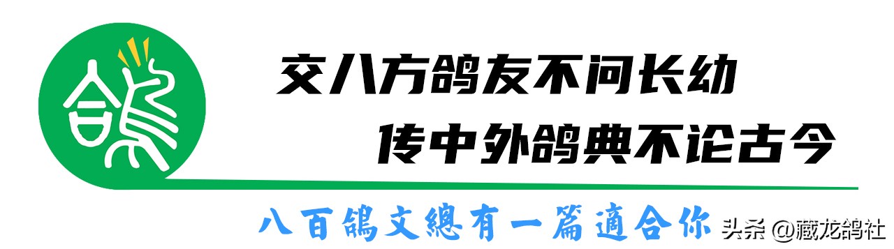 重要却容易被忽略——谈赛鸽尾翼的更换