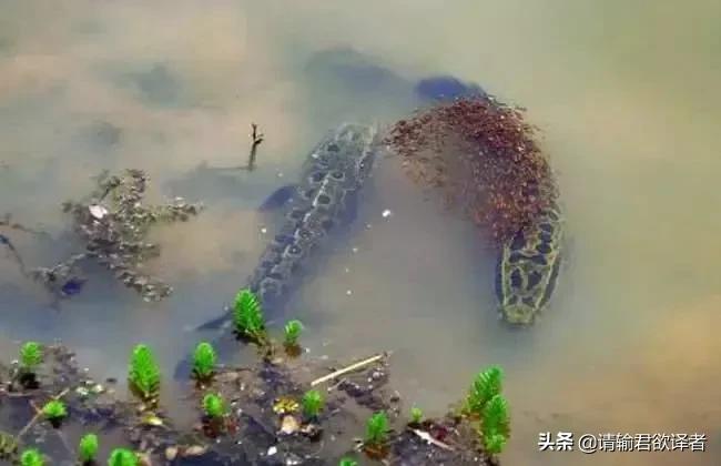 海底知识大全关于动物和植物,我们了解到了很多动物的知识