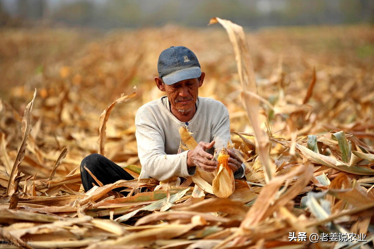 玉米价格今日能反弹吗,玉米价格或迎来大跌
