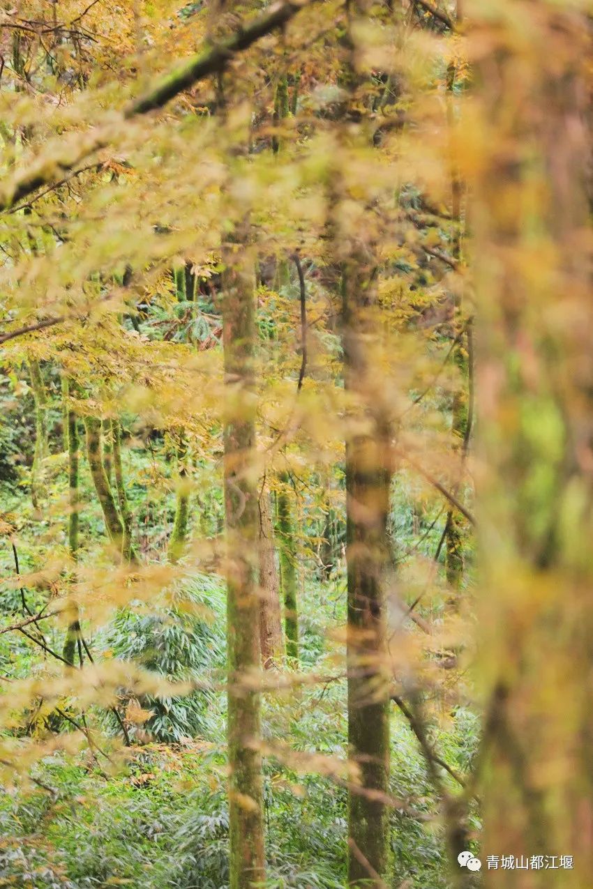 立冬气温仅13℃!快来领取都江堰专属的『入冬四件套』,品围炉暖食、享竹林温泉......成都1.5h直达~