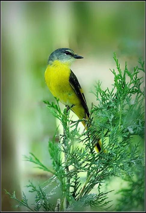 好看的山水花鸟大全,中国风山水花鸟图片