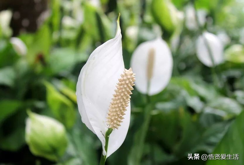 养什么花可以预防甲醛,什么花除甲醛且无毒