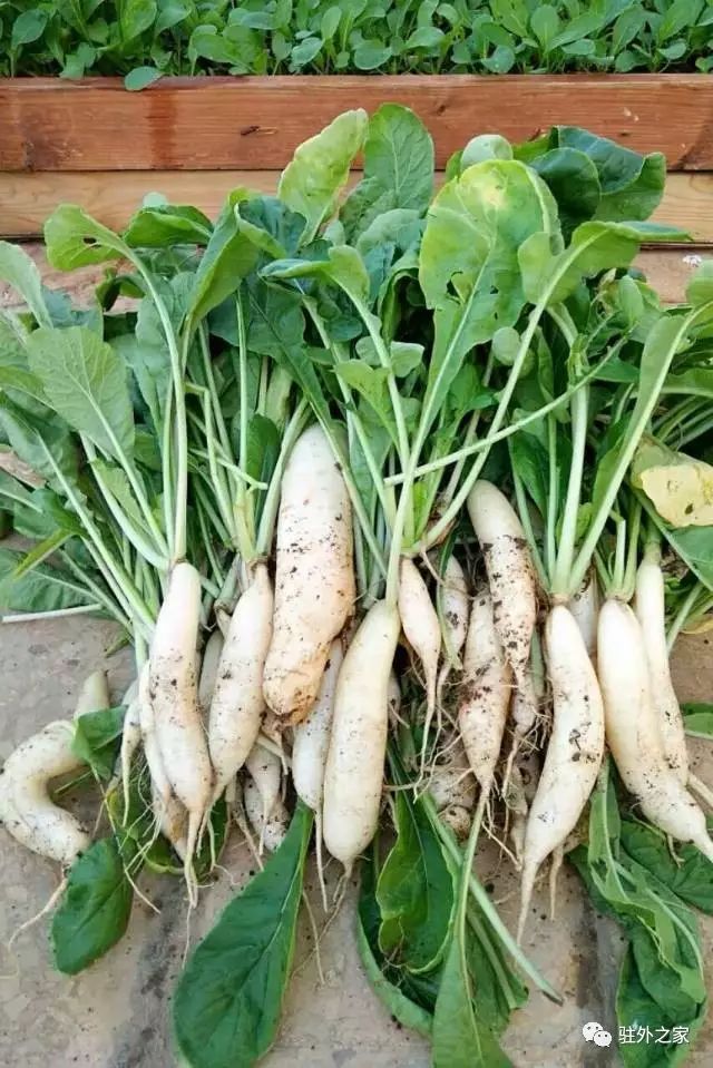 驻外人的“花花世界”——且看菜园变花园