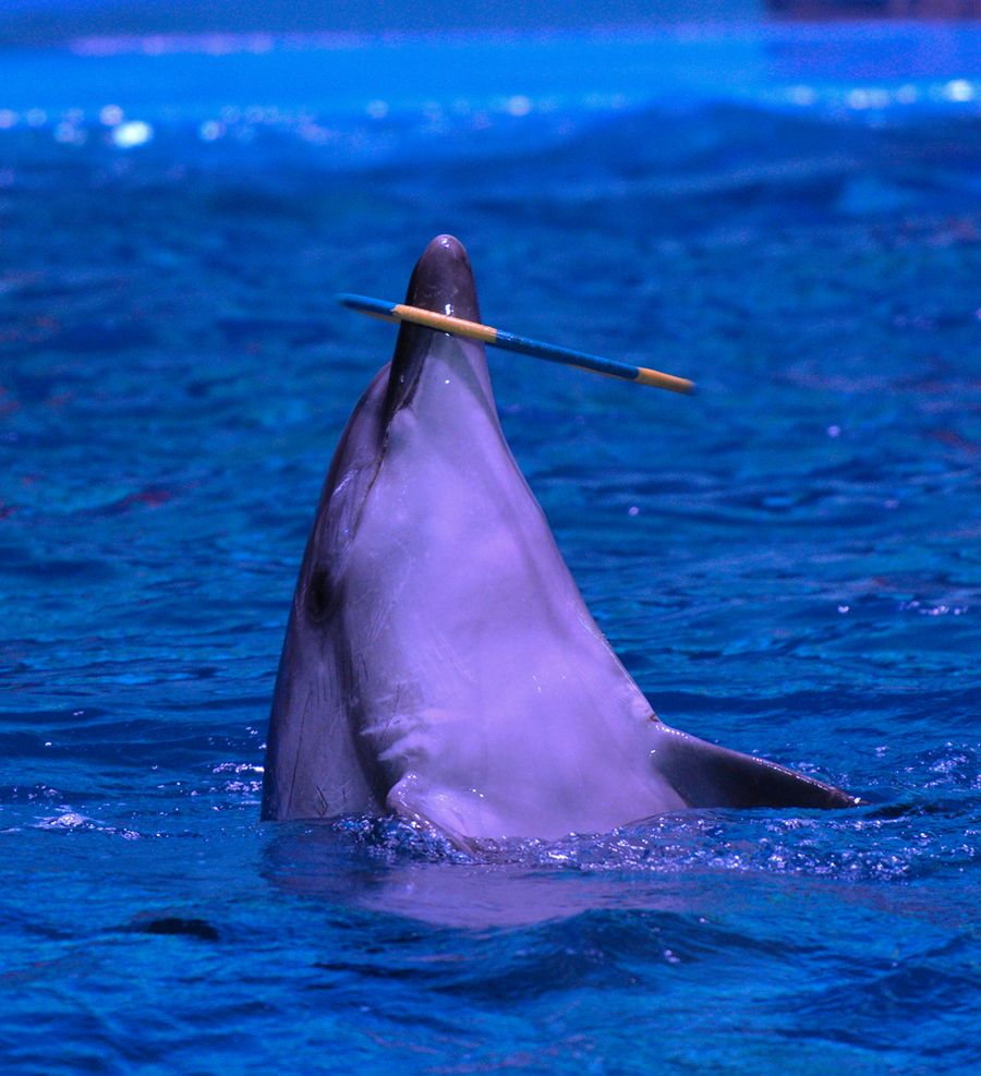 大连旅游赶海景点推荐,大连必去旅游攻略