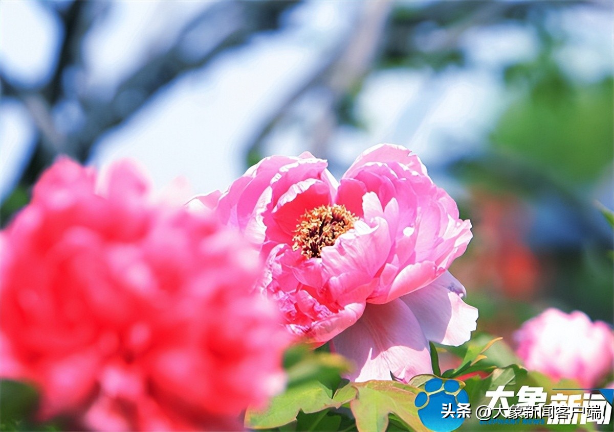 花开时节动京城最美不过洛阳城,花开时节动京城洛阳