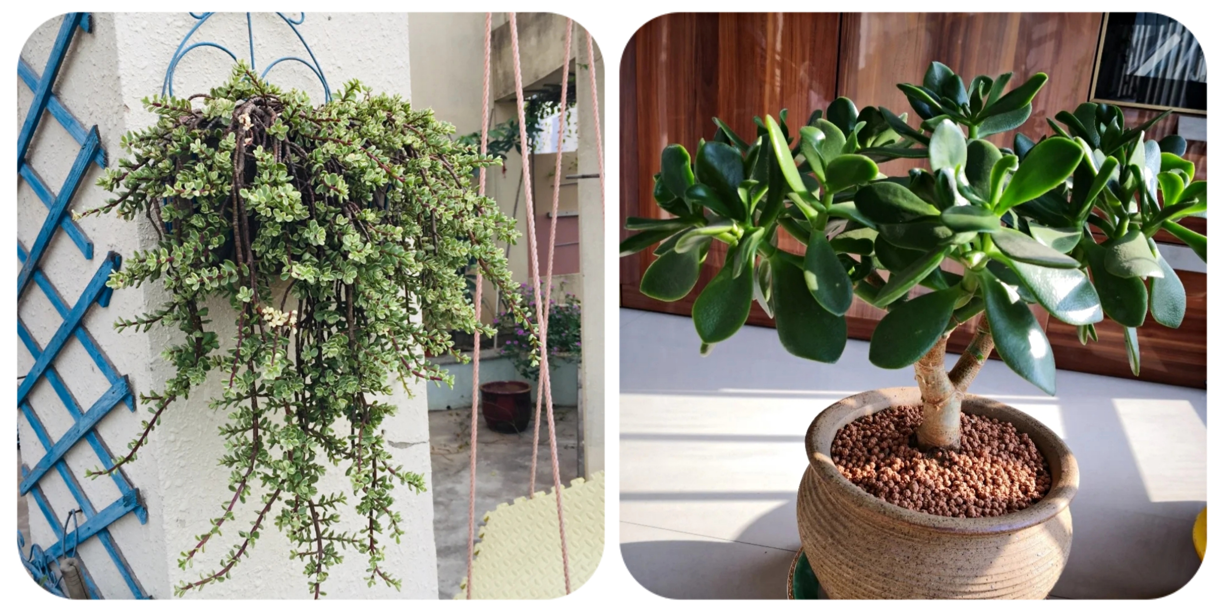 100个阳台养什么花好,100种阳台养的花草