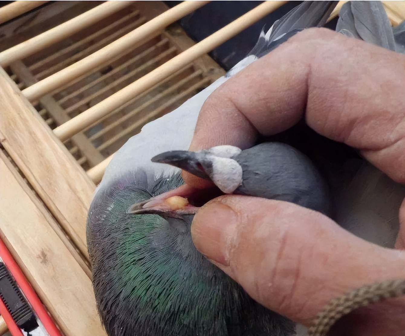 鸽子发出呼噜呼噜声,鸽子呼噜是什么病