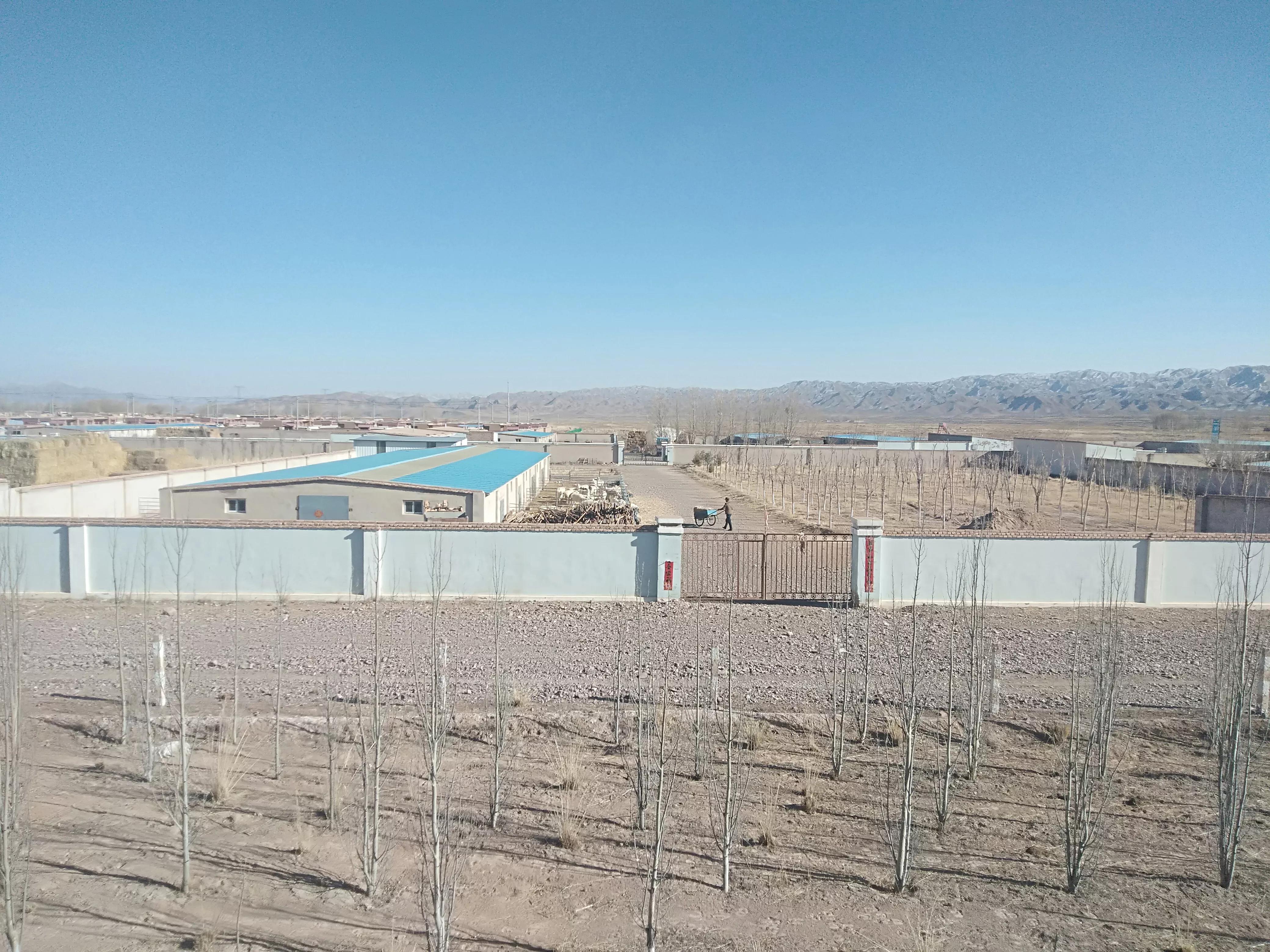 小尾寒羊习性及特点,小尾寒羊好养吗